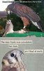 bird.jpg