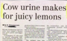 Cow urine lemonade.png