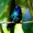 Blue_Hummingbird